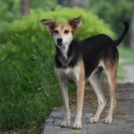 Indian-Pariah-Dog-InDog-Desi-Dog