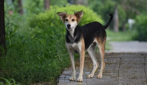 Indian-Pariah-Dog-InDog-Desi-Dog