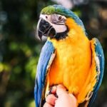 Keep a Parrot as a Pet