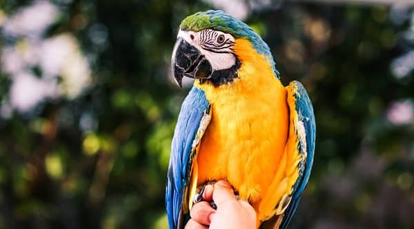 Keep a Parrot as a Pet